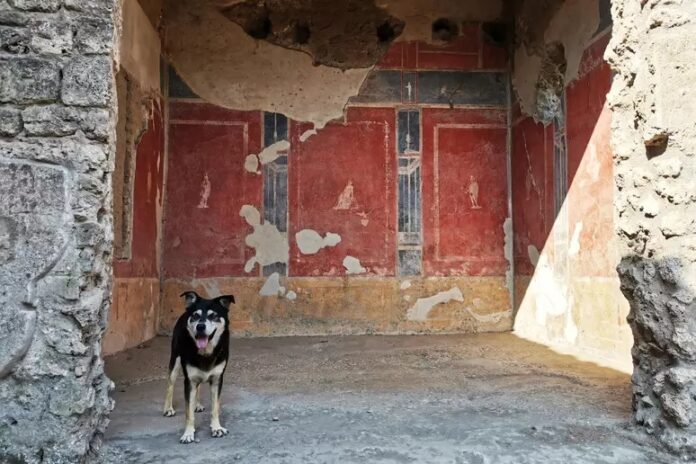 "Domenica al museo", Pompei top con 17.463 visitatori