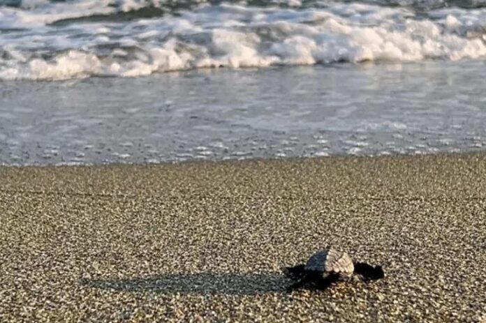 Oltre 90 tartarughe sono nate su una spiaggia a Forio d'Ischia