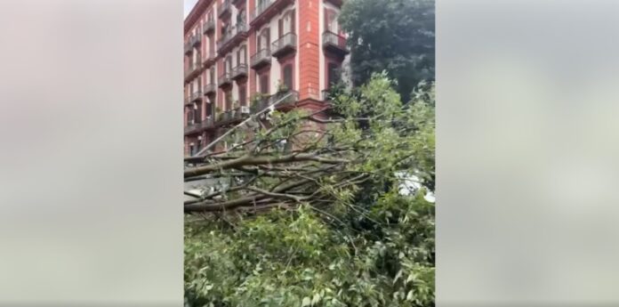 Tragedia sfiorata al Vomero, albero crolla in via Bernini (VIDEO)