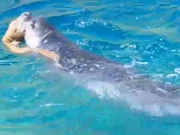 Esemplare di foca monaca avvistato nel mare di Ischia (VIDEO)