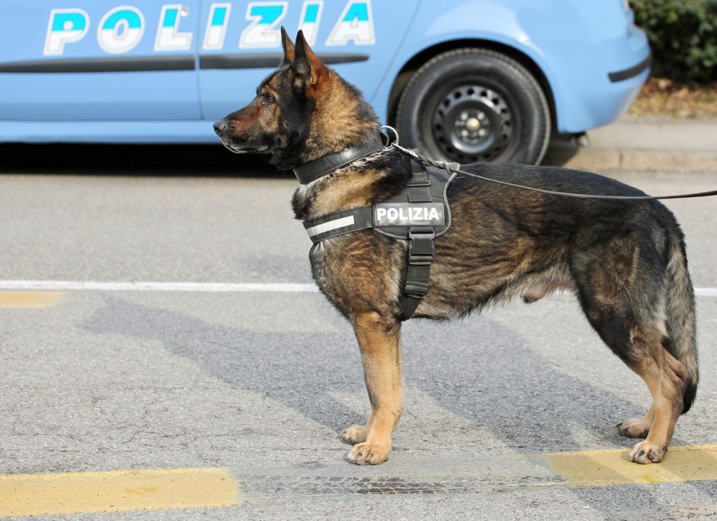 Droga in carcere scoperta grazie ad A-Iron. Applausi per il cane poliziotto